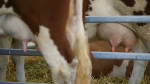Holstein cows udder detail 動画素材 62650602