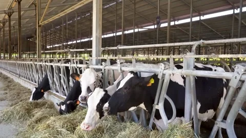 Holstein dairy cattle eating feed in headlock stalls inside a large barn Stock Footage 340520348
