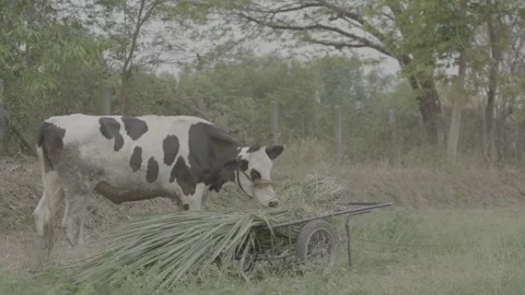 Holstein Dairy Cow Walking Through Rural Farmland Stock Footage 337425839