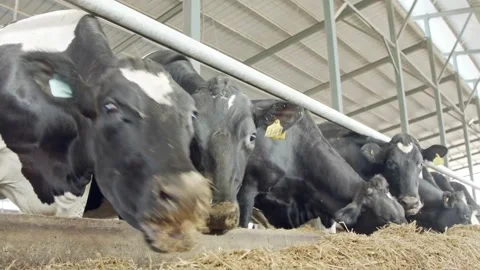 Holstein dairy cows eating inside a modern indoor farm Stock Footage 336937088