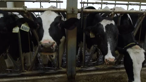 Holstein Dairy Cows Feeding Inside Modern Barn on Working Farm Stock Footage 328370653