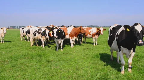 Holstein dairy cows. Stock Footage 63192146