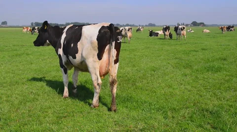 Holstein dairy cows. Stock Footage 63192248