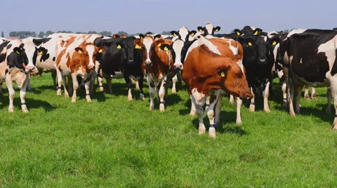 Holstein dairy cows. Stock Footage 63192281