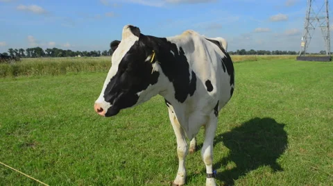 Holstein dairy cows. Stock Footage 63193516