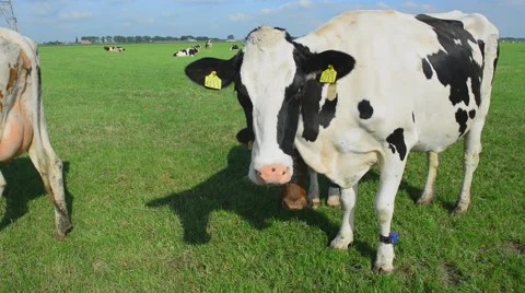 Holstein dairy cows. Stock Footage 63193555