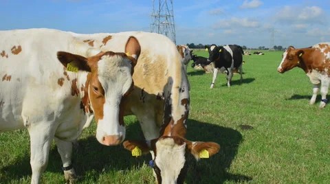 Holstein dairy cows. Stock Footage 63193964
