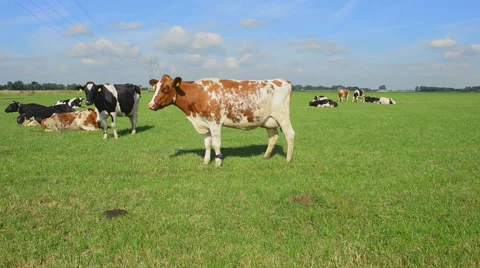 Holstein dairy cows. Stock Footage 63194190