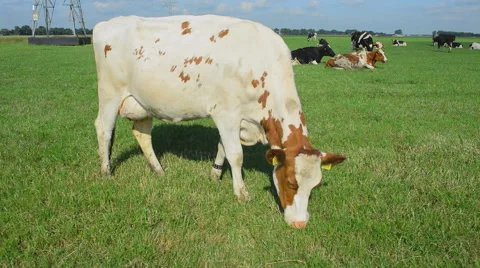 Holstein dairy cows. Stock Footage 63194437