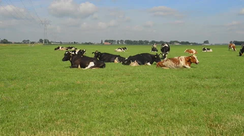Holstein dairy cows. Stock Footage 63194491