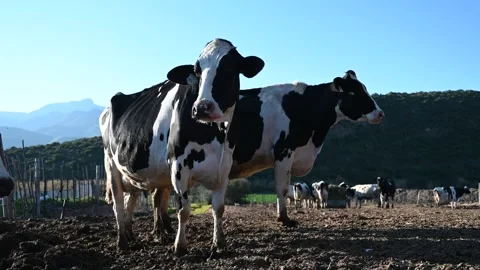 Holstein Dairy Cows Waiting to Be Milked, Ladismith Farm, South Africa 4K Stock Footage 337584434