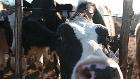 Holstein Dairy Cows Waiting to Be Milked, Ladismith Farm, South Africa 4K Stock Footage 337584953