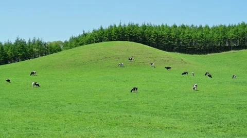 Holstein Farm Vidéo 332825005