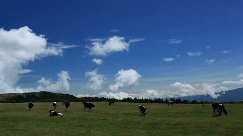 Holstein Video stock 324884374