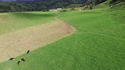 Holstein Friesian cows walking through a livestock farm Stock Footage 262201007