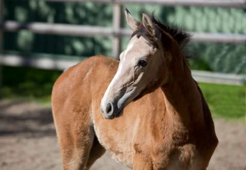 Holsteiner gray foal Stock Photos