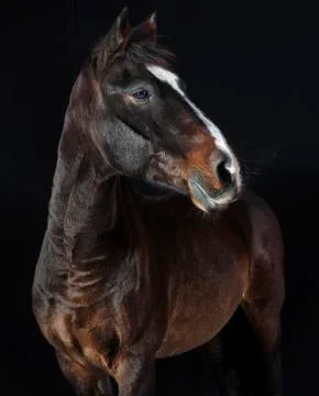 Holsteiner horse studio Stock Photos