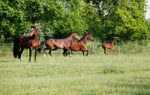 Holsteiner mares Fotos de archivo