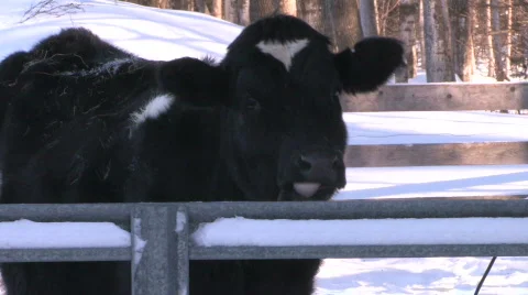 Holstien Cow Close Up Video stock 647660