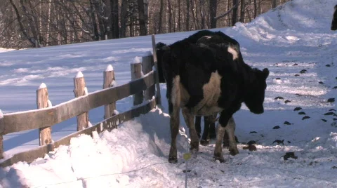 Holstien Cow Scratching Head Post Video stock 647631