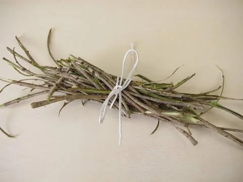 Holunderrinde: Rinde vom Holunderbaum, Cortex Sambuci Holunderrinde: Rinde... Stock Photos