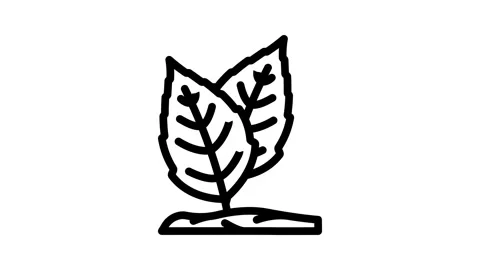Holy basil ayurvedic herb line icon animation Stock Footage 326754126