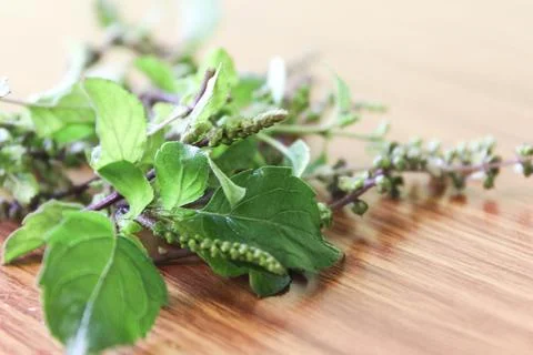 Holy basil flower Stock Photos