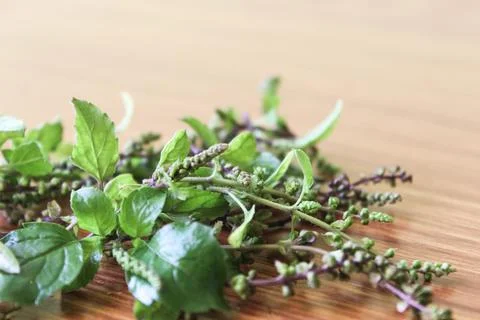 Holy basil flower Stock Photos