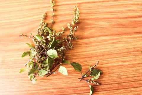 Holy basil flower Stock Photos