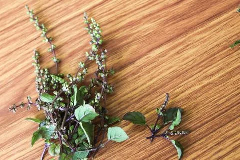 Holy basil flower Stock Photos