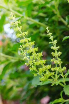 Holy basil flowers Stock Photos