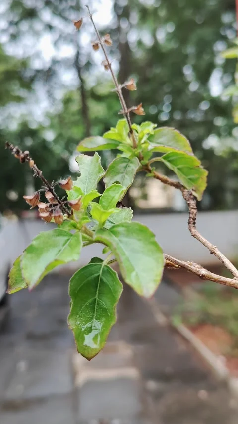 Holy basil Stock Footage 219562136