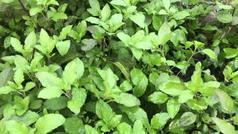 Holy basil Video stock 306042698