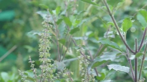Holy basil in the garden Stock Footage 96993686