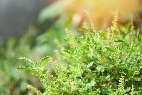Holy basil leaf nature vegetable garden background / Ocimum sanctum Foto stock