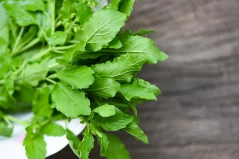 Holy basil leaf nature vegetable garden on bowl and wooden table kitchen herb Foto stock