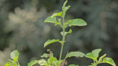 Holy Basil or Tulsi, medicinal holy plant of India. Stock Footage 260082913