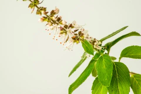 Holy basil Stock Photos