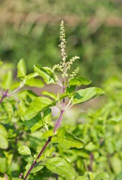 Holy basil Foto stock