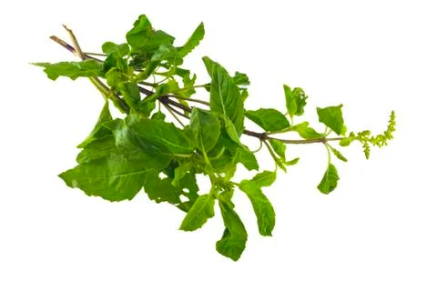 Holy basil Stock Photos