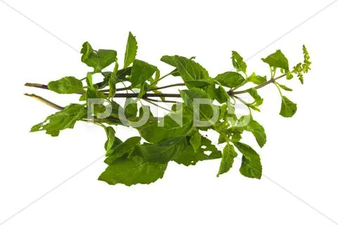 Holy basil Stock Photos
