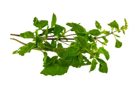 Holy basil Stock Photos