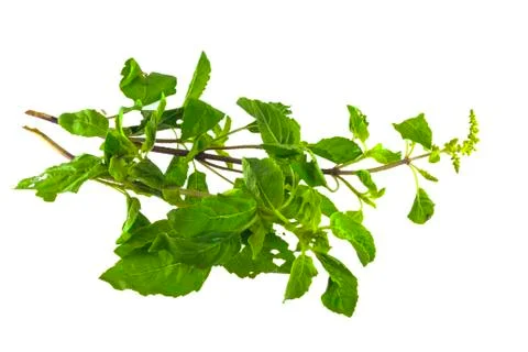 Holy basil Stock Photos