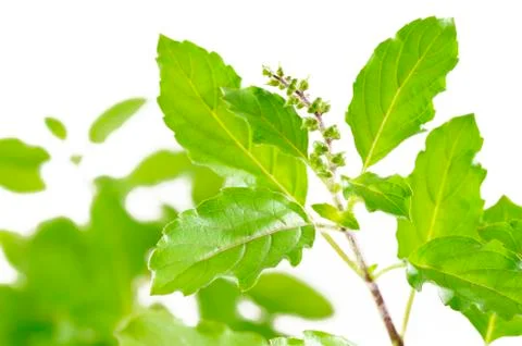 Holy basil Foto stock
