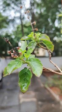Holy basil Stockfoto's