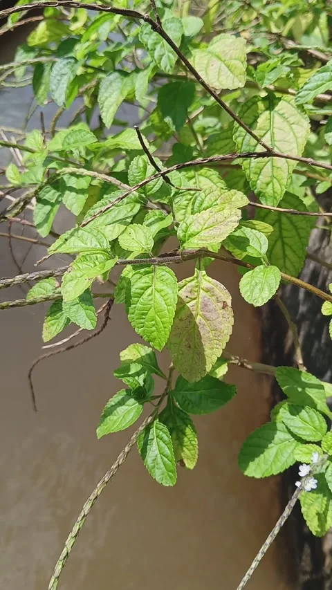 Holy Basil plant. Also known as Tulasi or Ocimum tenuiflorum plant. Stock Footage 320486105