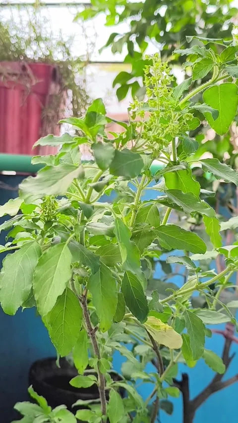 Holy Basil plant, also known as Tulsi or Sacred Basil Video stock 337723785