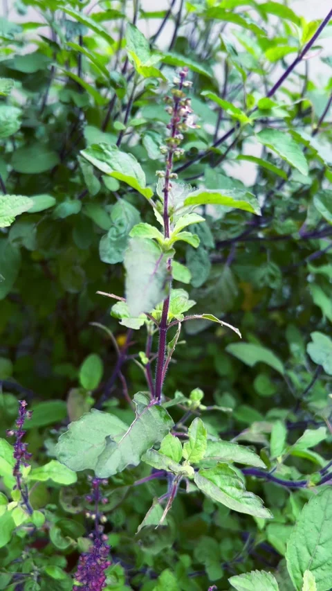 Holy Basil plant Stock Footage 284528030