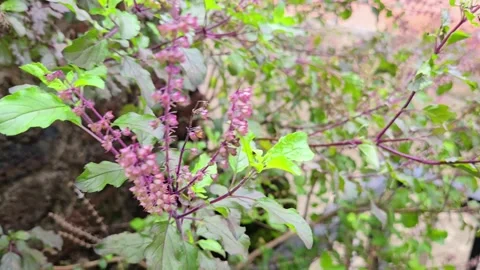 Holy Basil plant Vídeos de archivo 318665286