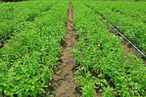 Holy basil plant Stock Photos